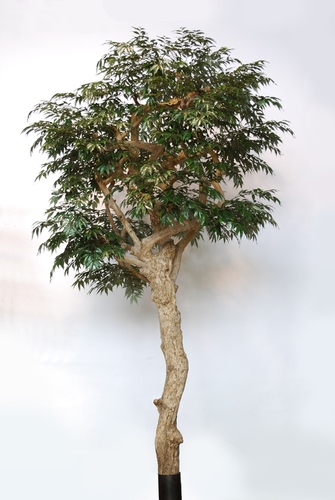 Myrsifolia Nidra Lux 320 cm Verde