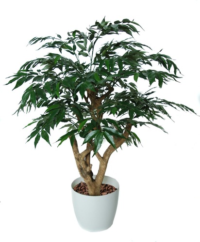 Myrsifolia Jewel 90 cm Green