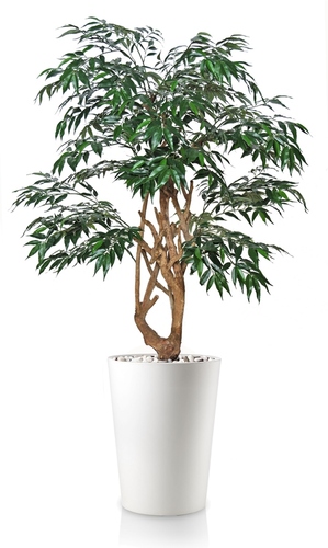 Myrsifolia Elegant 130 cm Green