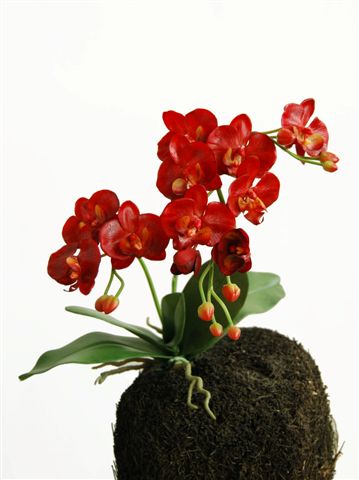 O_Phal_Wild_Plant_60_cm_Red_5334RED