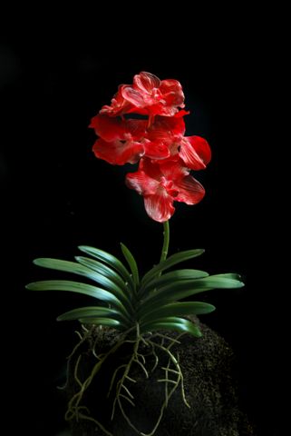 O_Vanda_Plant__60_cm_5340RED