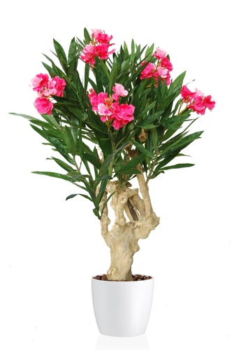 Oleander Trendy Mini 100 cm Pink