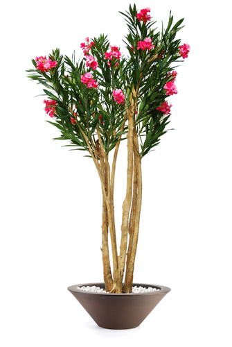 Oleander Upper 240 Cm Pink 