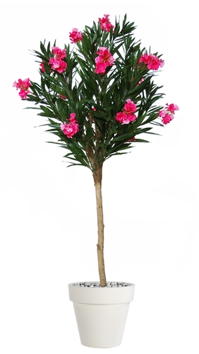 Oleander Round 200 Cm Pink 