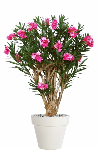Oleander Robusta 180 Cm Rosa 