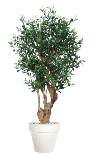 Olive Malabar 150 cm Green