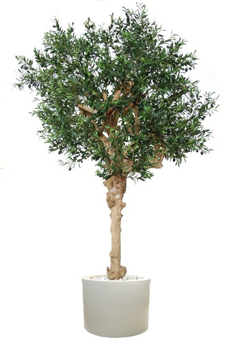 Olive Majesty 260 cm Green