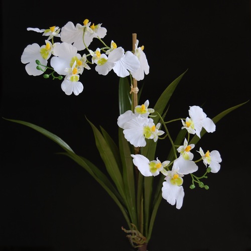 Orchid Oncidium Plant 50 cm Lime