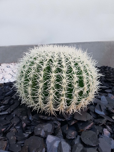 palla di cactus grande