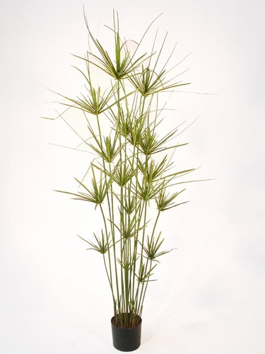 Papyrus Plant 160 cm Green w Pot