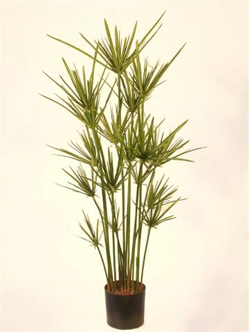 Papyrus_Plant_90_cm_Green_w-pot_4293GRN