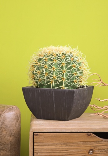 cactus palla