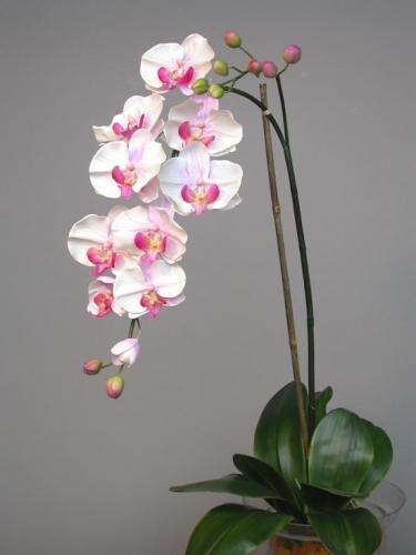 Phal_Formosa_Plant_140_cm_Lilac_4163LIL