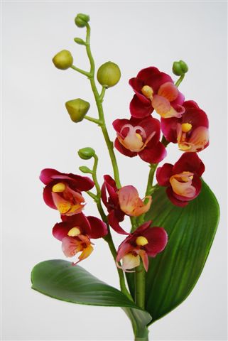 Phalaenopsis_Mini_Felicity_Plant_25_cm_Pur_Crm_5013PCR[1]