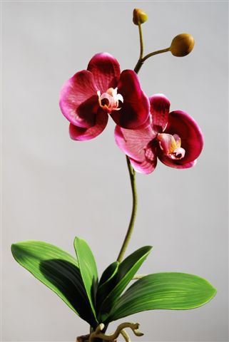 Phalaenopsis_Plant_45_cm_Purple_5018PUR[1]