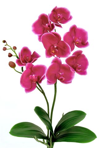 Phalaenopsis_Plant_60_cm_Pink_5016PNK