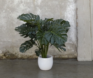 PHILO_MONSTERA