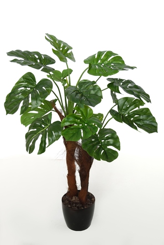 Philolodendron Plant h 90 cm Green