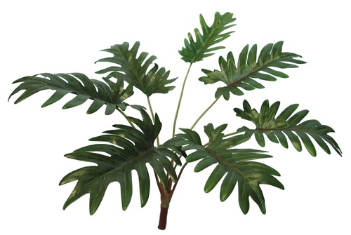 Philodendron Bush 40 cm Green