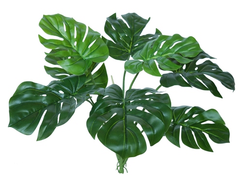 Philodendron Bush 60 cm Green