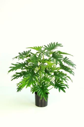 Philodendron Lux Plant wpot 75 cm Green