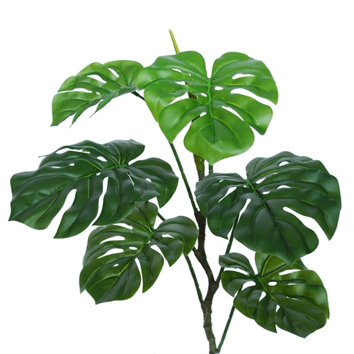 Philodendron Medium 60 cm Green