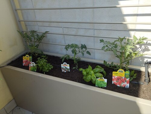 VEGETABLE GARDEN ON THE TERRACE