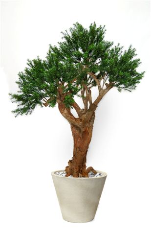 Pine_Taxus_Malabar_Lux_150_cm_Green_V_8105008