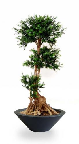 Pine_Taxus_Mash_140_cm_Green_Ciotola