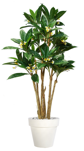 Plumeria Florida 240 cm Green Cream 