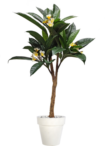 Plumeria Florida Plant 150 cm Green Cream