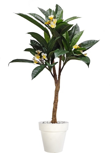 Plumeria Upper Plant 150 Cm Green Cream