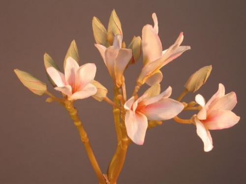 Plumeria_Flower_60_cm_Pink_4337PNK