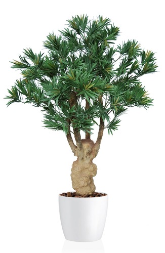 Podocarpus Trendy Mini H 110 Cm Green