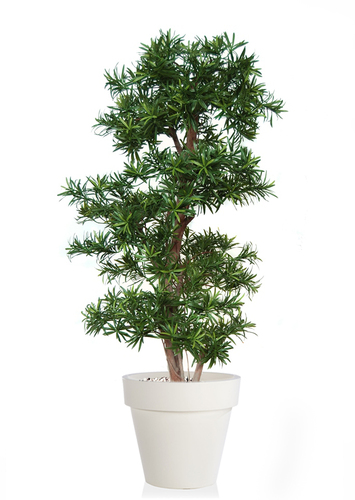 Podocarpus Japanese H 150 Cm Green