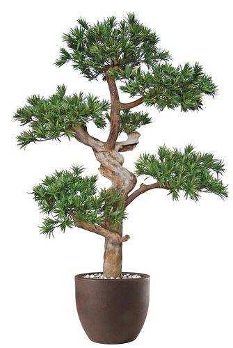 Podocarpus Pon Pon 190 cm Green