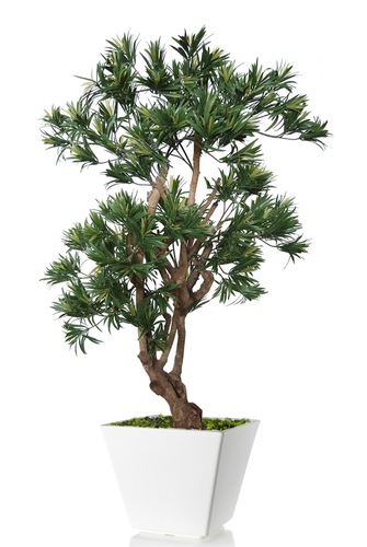 Podocarpus Elegant 130 cm Green