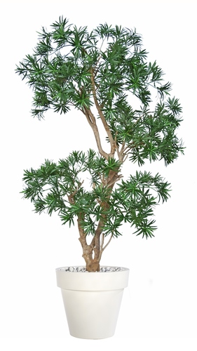 Podocarpus Stylish 170 cm Green