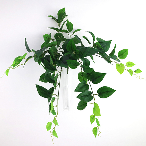 Pothos Bush 70 cm Green