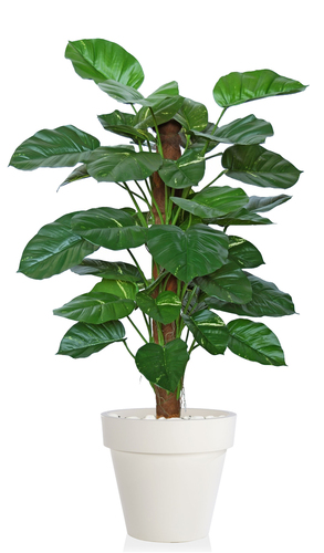 Pothos Golden Plant  140 cm Green 