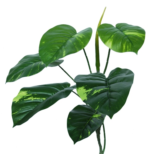 Pothos Vine 60 cm Green