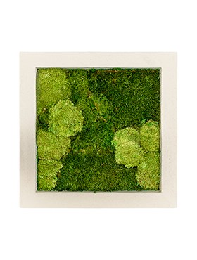 QUADRO_FLAT_MOSS_50X50