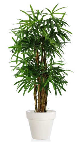 Raphis Palm 150 cm Green