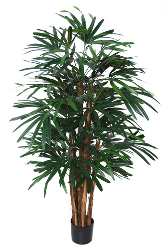 Raphis Palm w pot 150 cm Green