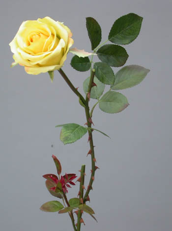 Rose_Tender_Large_60_cm_Lt_Giallo