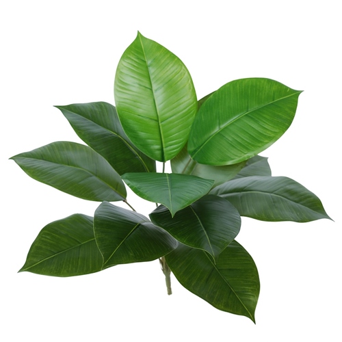 Rubber Plant 40 cm Green