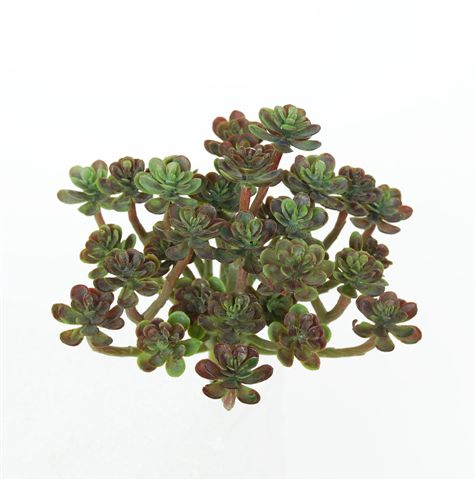 S_Echeveria_Mini_17_cm_Light_Green_5103LTG