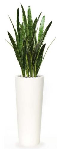 Sanseveria trifasciata_Composizione