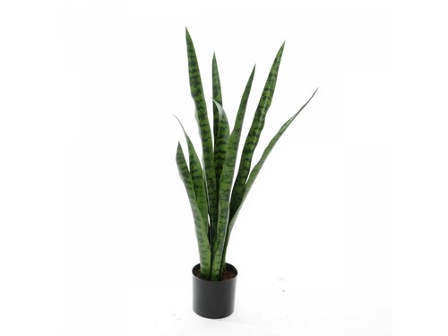 Sanseveria Zeylanica con vaso H 78