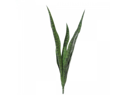 Sanseveria Zeylanica H 77